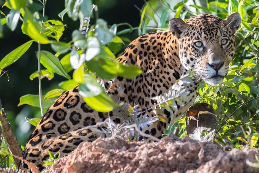 From Cusco: 4 Day Puerto Maldonado Sandoval Lake Excursion - Jungle logistics: what to pack so you’re comfortable (and sane)