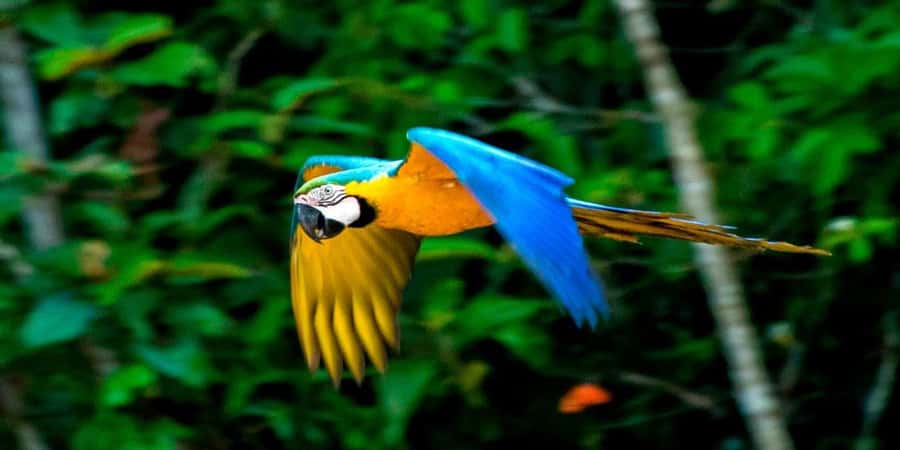 From Cusco: 4 Day Puerto Maldonado Sandoval Lake Excursion - The lodge, trails, Monkey Island, and a jungle night hunt