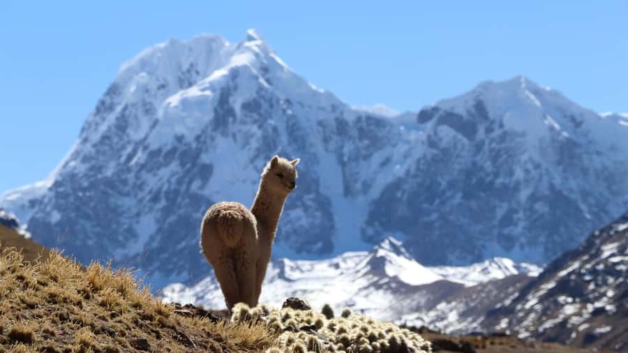 From Cusco: Ausangate Route - 7 Lagoons Tour + Meals - Who Should Skip This Tour (and Who Will Enjoy It)