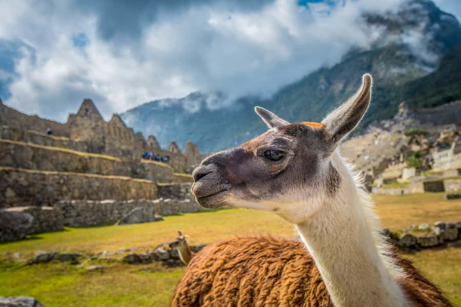 From Cusco: Machu Picchu Full-Day Guided Tour - The Bus Up: Expect a Steep, Efficient Climb