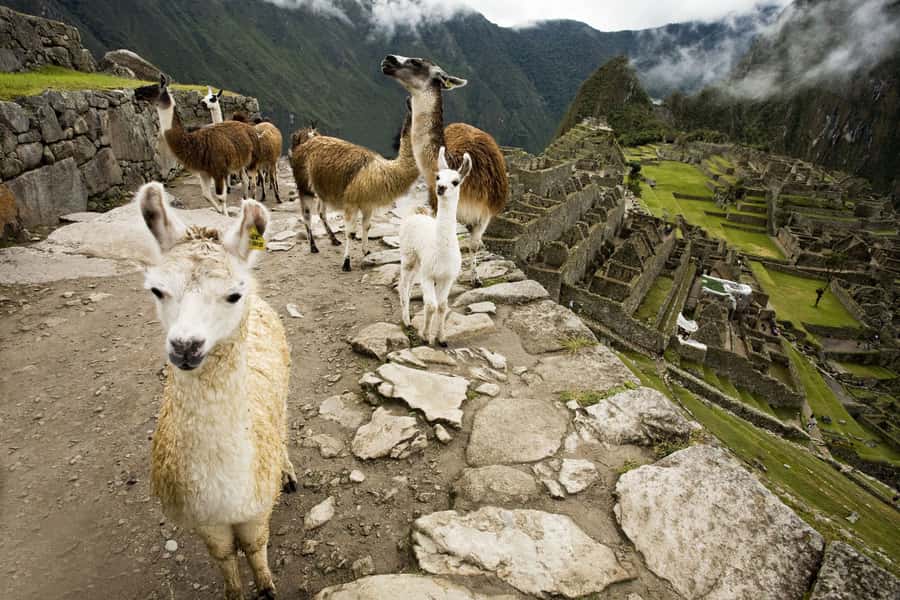 From Cusco: Machu Picchu Private Day Trip on Panoramic Train - Price and value at $460: what you’re paying for