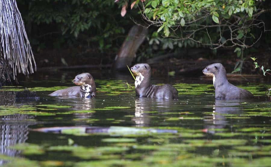 From Cusco: Manu National Park 3 Day Tour - The swamp walk and caiman search on Day 2
