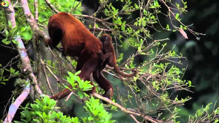 From Cusco: Manu National Park Tour & Accommodation 3 Days - Key Things That Make This Manu 3-Day Trip Worth Your Time