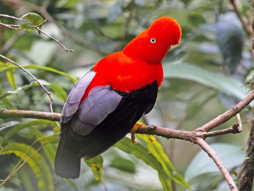 From Cusco: Manu National Park Tour & Accommodation 3 Days - Practical Tips: Packing and Behavior That Actually Helps