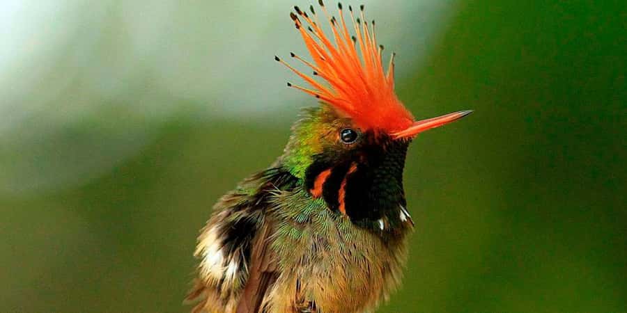 From Cusco: Manu National Park Tour & Accommodation 3 Days - Cusco Morning Start: Why the First Hours Matter