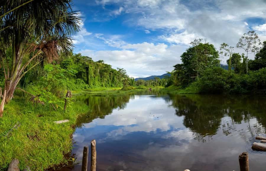From Cusco: Manu National Park Tour & Accommodation 3 Days - Day 3: Medicinal Plants at the Lodge and the Return Through Cloud Forest