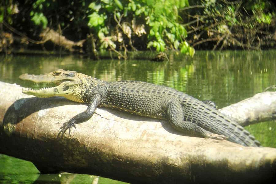 From Cusco: Manu National Park Tour & Accommodation 3 Days - The Guide Factor: Silver, Small Groups, and Feeling Safe in the Jungle