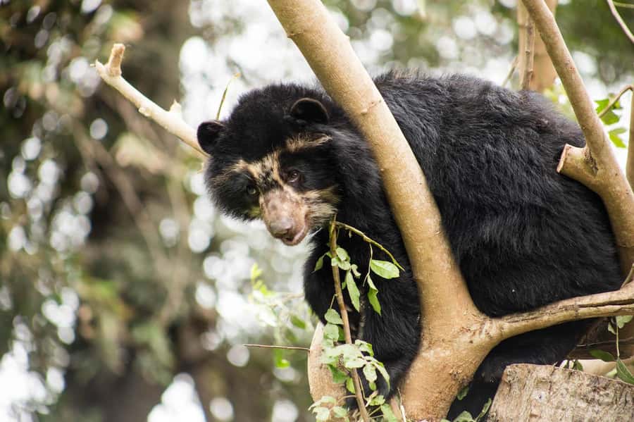From Cusco: Manu National Park Tour & Accommodation 3 Days - Food and Comfort: What’s Included, What to Expect, What to Plan For