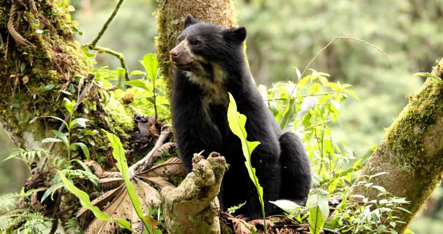 From Cusco: Manu National Park Tour & Accommodation 3 Days - Itinerary Rhythm: What to Watch For (So You Don’t Get Burned Out)