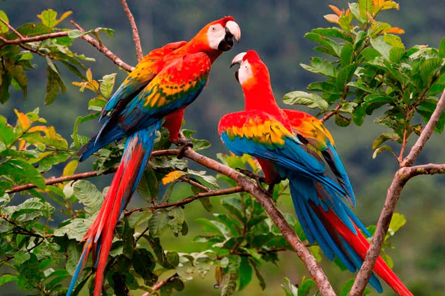 From Cusco: Manu National Park Tour & Accommodation 3 Days - Day 1: Manu Border Walks, Waterfalls, Caves, and a Night Search