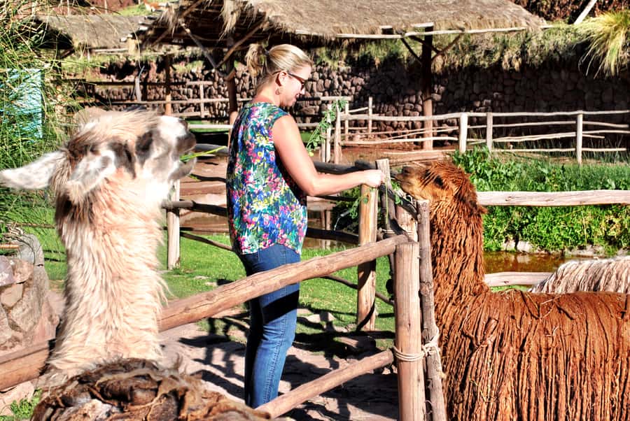 From Cusco: Private Pisac Ruins and Alpaca Farm Day Trip - Why Pisac fits perfectly as a half-day from Cusco