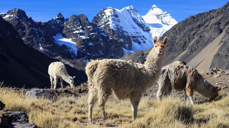 From Cusco: Rainbow Mountain Trek - Should You Book the Cusco Rainbow Mountain Trek?