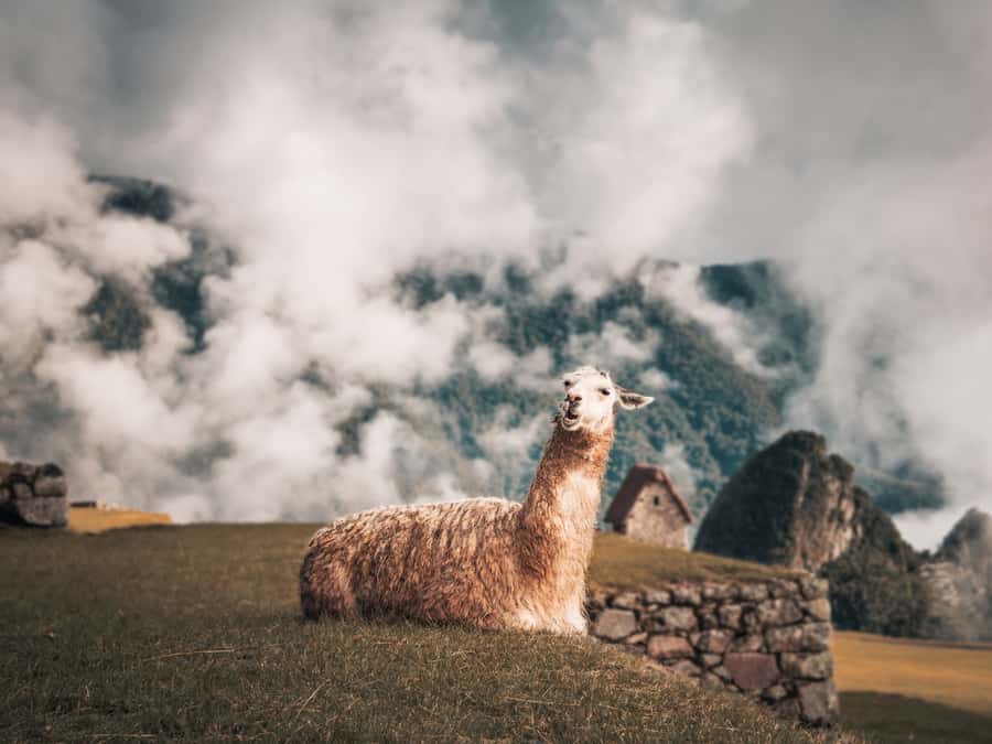From Cusco: Sacred Valley & Machu Picchu 2-Day Tour by Train - What to bring (and what to leave behind)
