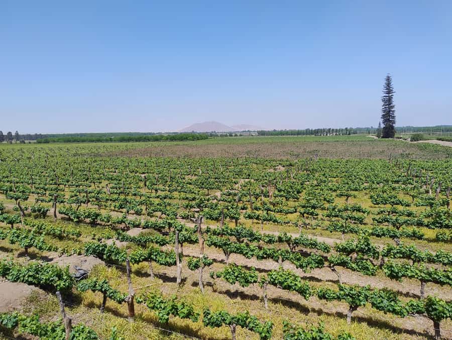 From Ica or Huacachina: Tour to Tacama Vineyard and Artisanal Winery. - Key things I’d watch for
