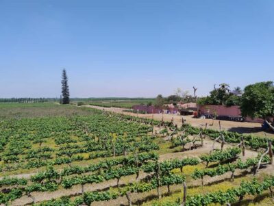 From Ica or Huacachina: Tour to Tacama Vineyard and Artisanal Winery. - Entering Hacienda Tacama (and what to do about the extra entry)
