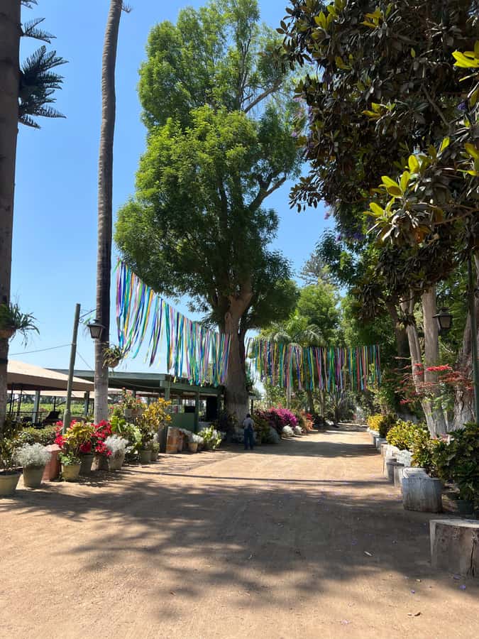 From Ica or Huacachina: Tour to Tacama Vineyard and Artisanal Winery. - Price and value: does $25 make sense?