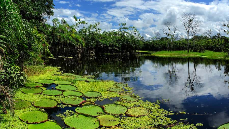 From Iquitos: Full day tour in the Peruvian jungle - Key highlights worth planning around
