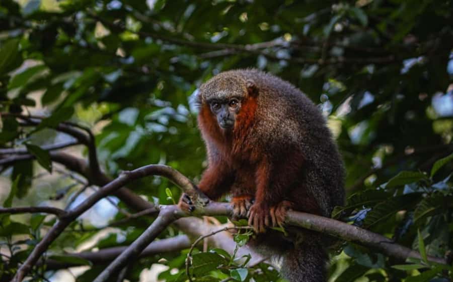 From Iquitos: Full day tour in the Peruvian jungle - Wildlife rescue center: toucans, macaws, monkeys, and sloths
