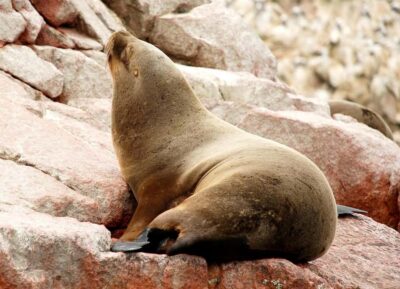 From Lima: Ballestas Islands and Huacachina Sunset Day Trip - The 4:00 AM to Paracas Push: Meeting Point, Break Time, and Port Wait