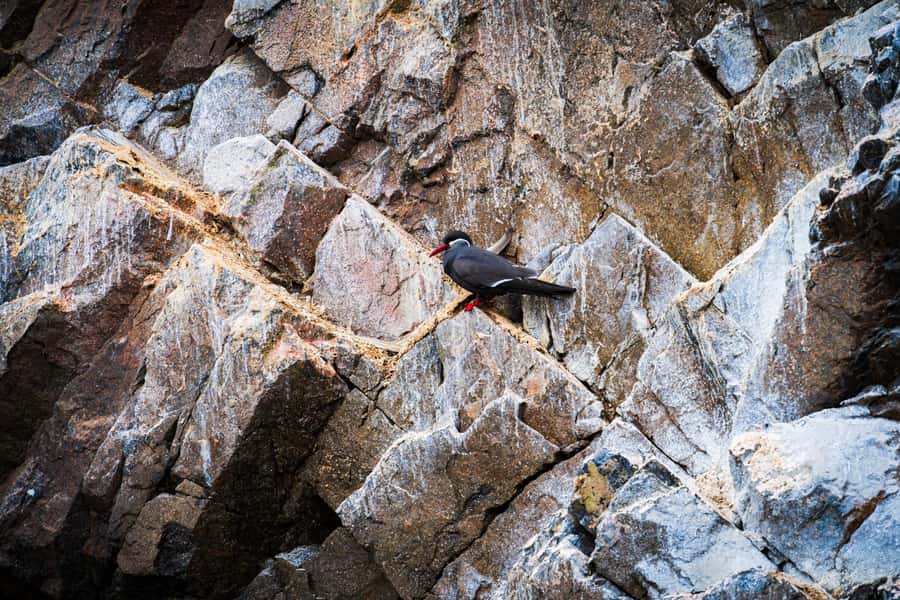 From Lima: Ballestas Islands, Huacachina, and Vineyard Tour - Food, Timing, and What to Pack for a 14.5-Hour Day