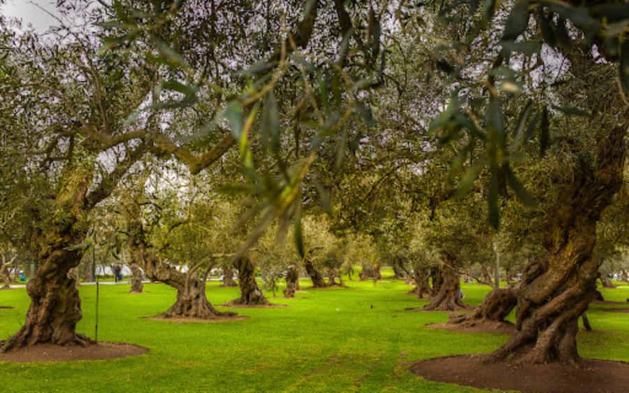 From Lima: Miraflores, Barranco & San Isidro Guided Tour - Should you book this Lima districts tour?