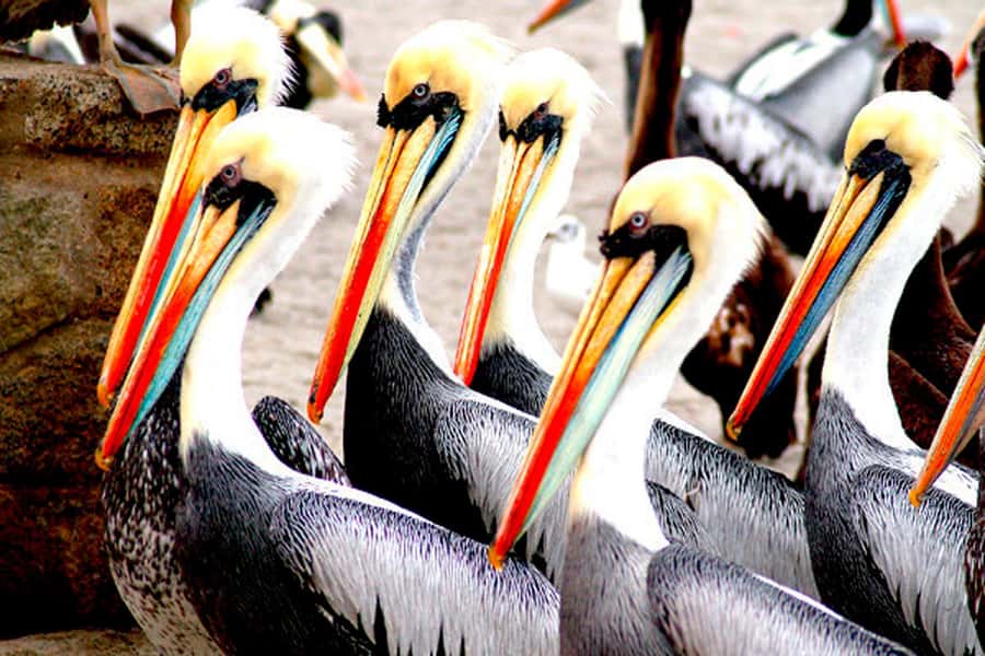 From Lima: Paracas and Huacachina Day Trip with Buggy Ride - Key Points to Know Before You Go