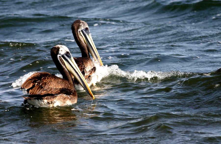 From Lima: Paracas and Huacachina Day Trip with Buggy Ride - Starting at 5:30 AM: Lima to Paracas Without the Hassle