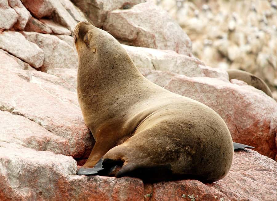 From Lima: Paracas and Huacachina Oasis Full Day Tour - Who should book this Paracas and Huacachina day tour