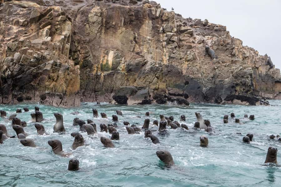 From Lima: Paracas and Huacachina Oasis Full Day Tour - Paracas free time: A small coastal reset before the desert