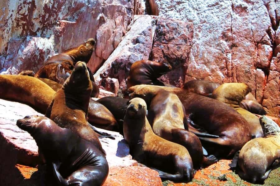 From Lima:Paracas Ballestas Islands and Ica Oasis 1 day Tour - Key reasons this 1-day Lima to Paracas + Ica tour works