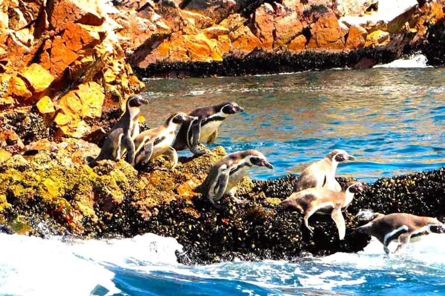 From Lima:Paracas Ballestas Islands and Ica Oasis 1 day Tour - Price and value: is $76 realistic for what you get?