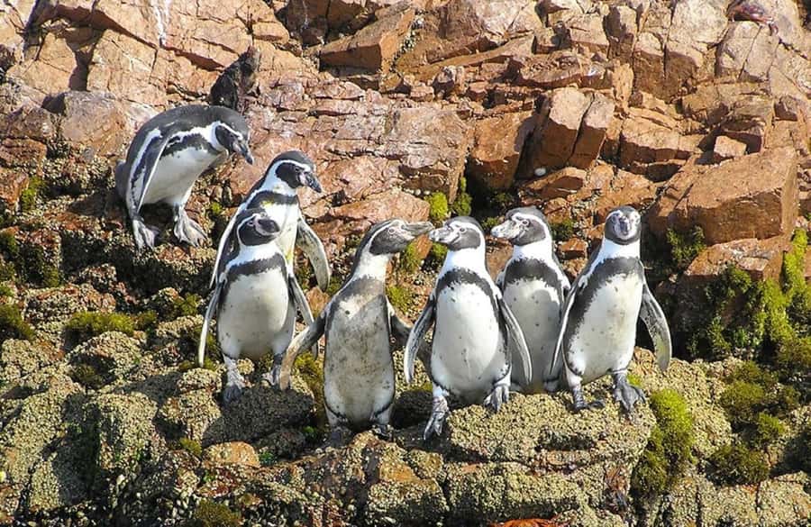 From Lima:Paracas Ballestas Islands and Ica Oasis 1 day Tour - Ballestas Islands by glider: sea lions, penguins, and El Candelabro