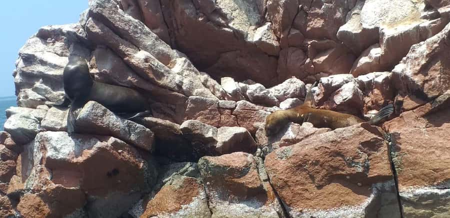 From Paracas: Ballestas Island Cruise & Paracas Reserve Tour - Who this tour suits best (and who should think twice)