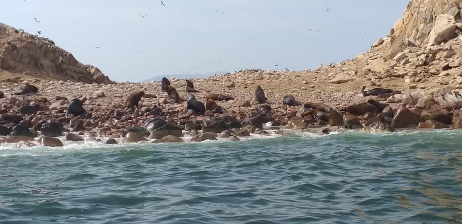 From Paracas: Ballestas Island Cruise & Paracas Reserve Tour - Ballestas Islands by speedboat: the day’s big payoff
