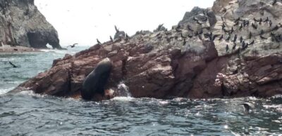 From Paracas: Ballestas Island Cruise & Paracas Reserve Tour - LAS ADVENTURE Tours meeting point and the rhythm of the group day
