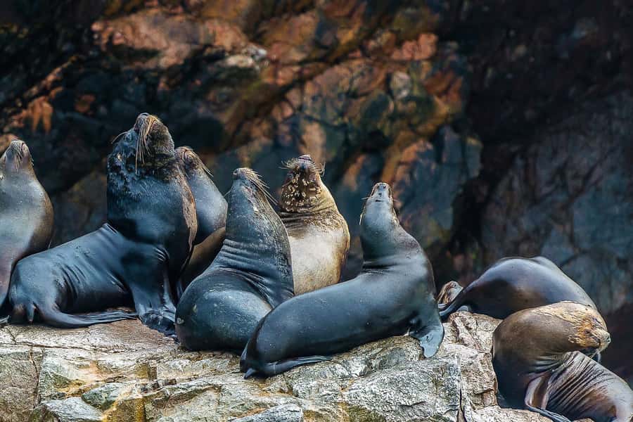 From Paracas: Ballestas Islands & Paracas National Reserve - Wildlife spotting on Islas Ballestas: what you’re likely to see