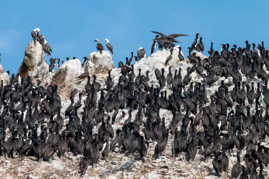 From Paracas: Ballestas Islands tour all Inclusive - Eco boat ride, backup boat, and what it means for comfort