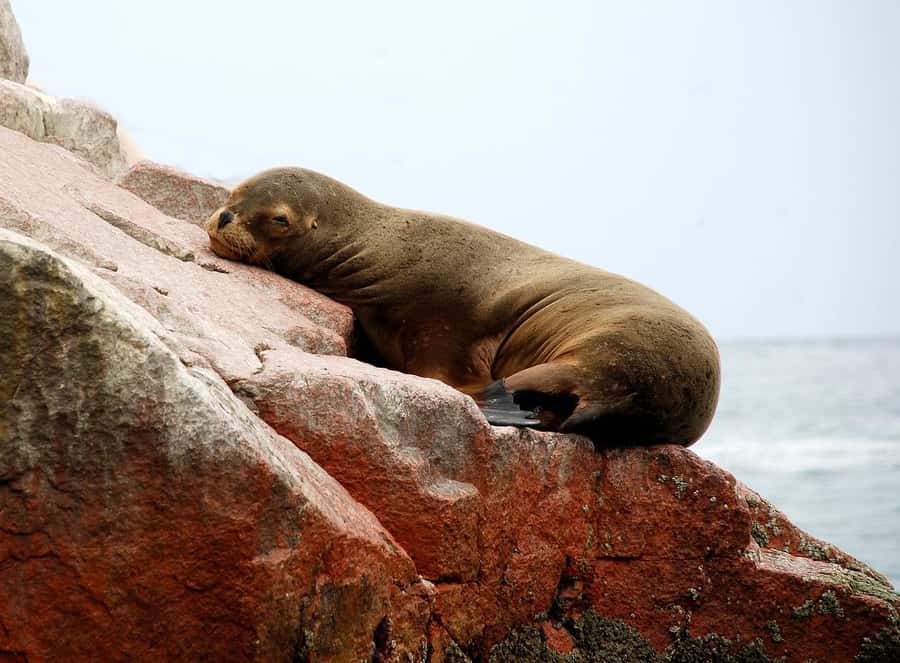 From Paracas: Ballestas Islands tour all Inclusive - Price and value: $17 is low, but the inclusions matter