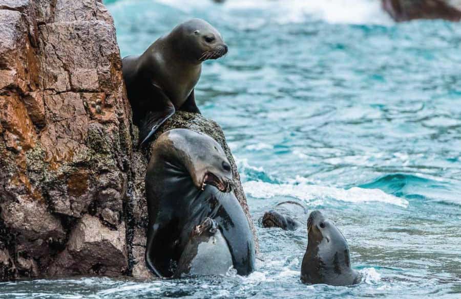 From Paracas: Guided boat tour of the Ballestas Islands - Why Ballestas Islands in Two Hours Makes Sense