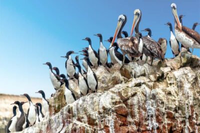 From Paracas: Guided boat tour of the Ballestas Islands - Paracas Port to Open Water: What Your Ride Starts Like