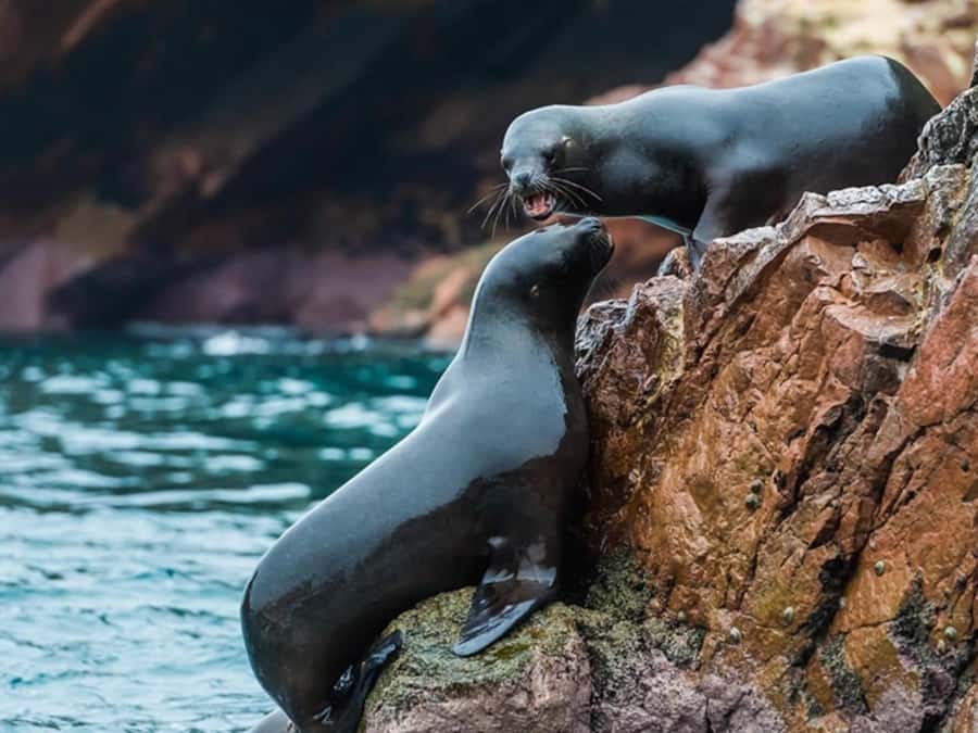 From Paracas: Guided boat tour of the Ballestas Islands - Wildlife Sightings That Feel Real, Not Scripted