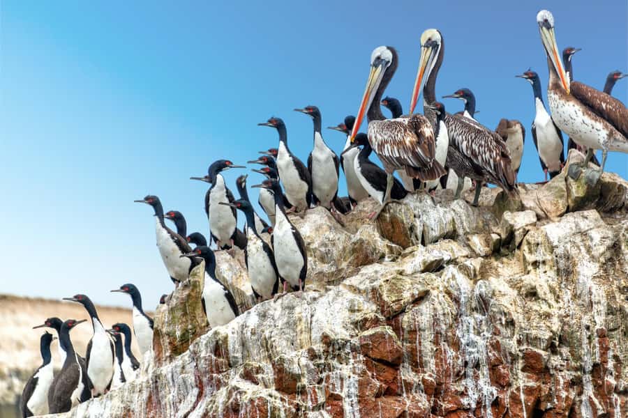 From Paracas: Guided boat tour of the Ballestas Islands - Paracas Port to Open Water: What Your Ride Starts Like