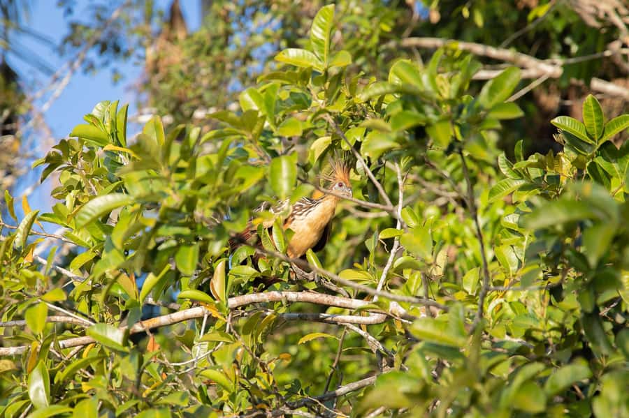 From Puerto Maldonado: 4-Day Excursion /wildlifesearch - Who Should Book This (and Who Might Feel Miserable Here)