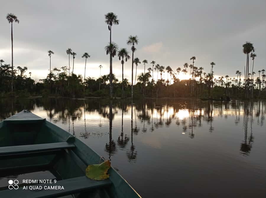 From Puerto Maldonado: 4-Day Excursion /wildlifesearch - What You’re Really Paying For: 4 Days in the Tambopata System