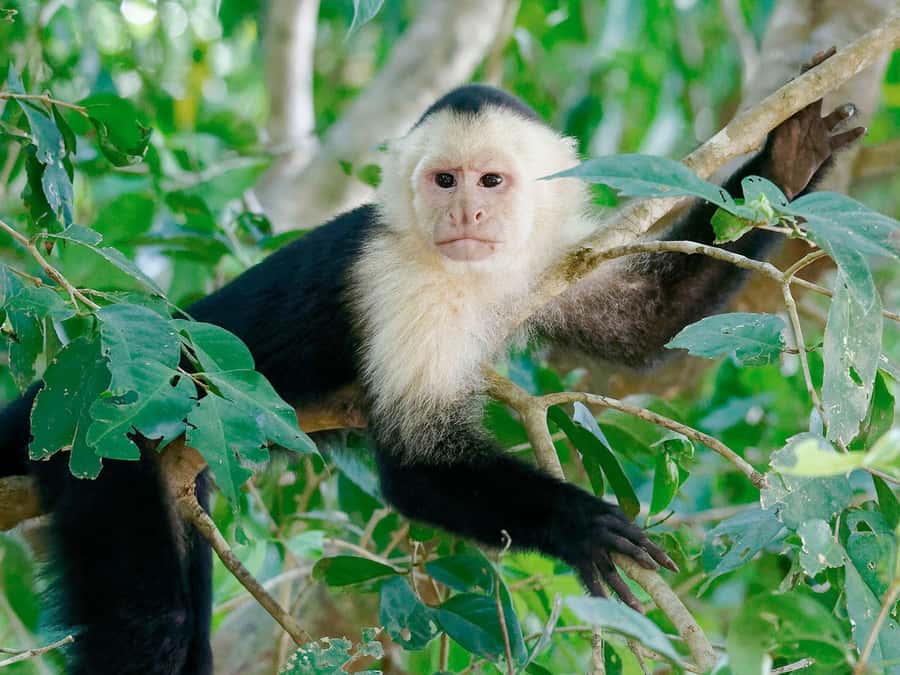 From Puerto Maldonado | Jungle hike + Sandoval Lake | - Lake Sandoval canoe time: river otters, black caimans, and paiche-sized fish