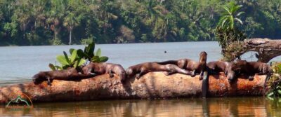From Puerto Maldonado | Jungle hike + Sandoval Lake | - 3 km jungle hike: monkeys, snakes, macaws, and falcon spotting