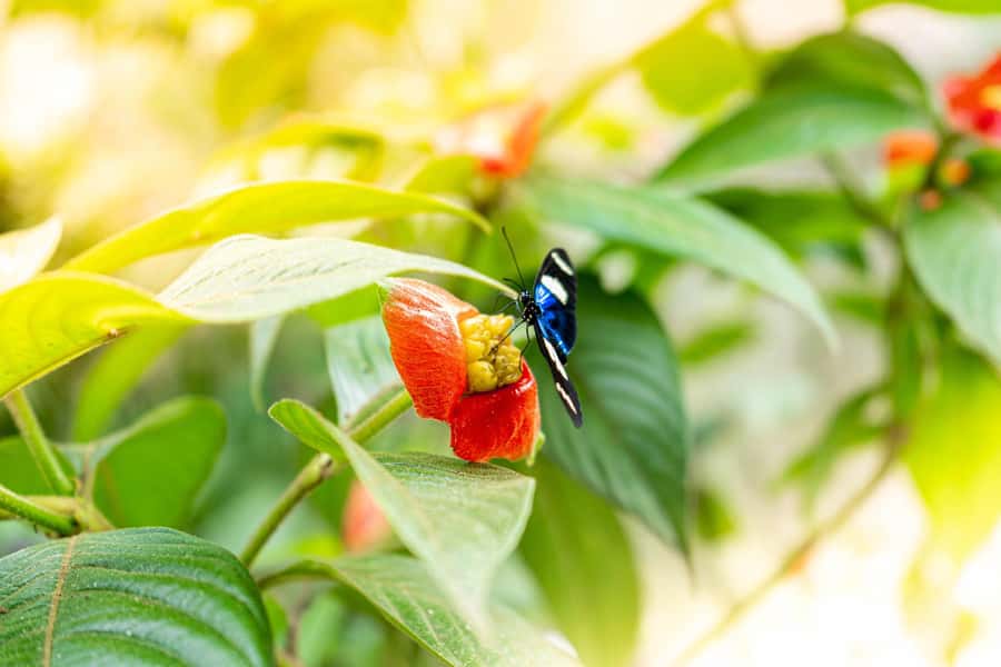 From Puerto Maldonado - Tambopata 4D/3N - Why Tambopata from Puerto Maldonado makes sense
