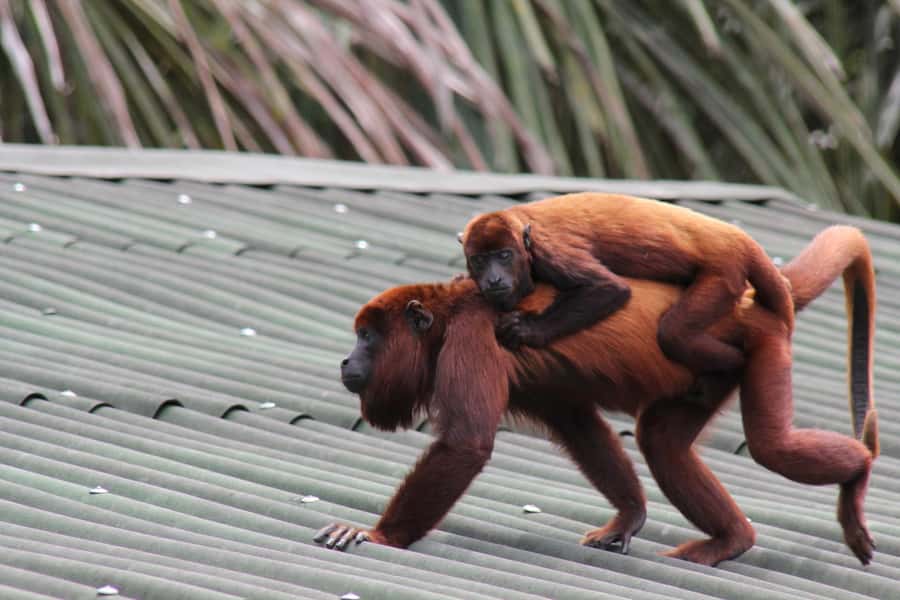 From Puerto Maldonado - Tambopata 4D/3N - Day 2: Collpa Chuncho clay lick sunrise and the Monkey Island crossing