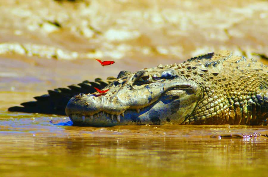 From Puerto Maldonado - Tambopata 4D/3N - Lodging and meals: the part that quietly makes or breaks the trip