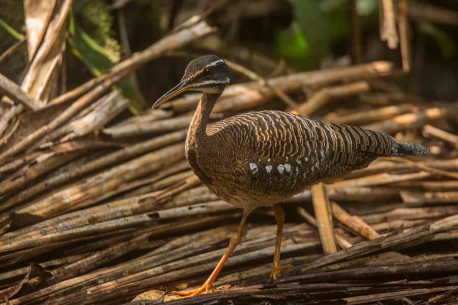 From Puerto Maldonado: Tambopata National Reserve 2-Day Tour - Tips to pack: the small stuff that prevents big annoyances